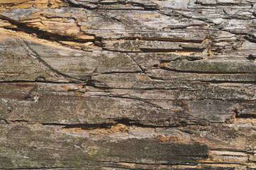 Rough wood surface with cracks and scratches. wooden texture