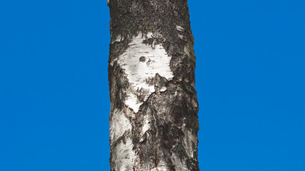 Birch tree trunk on a blue background