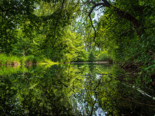 Fototapeta na wymiar A river in the forest under the shade of trees, a natural river. Summer.