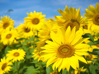 Fototapeta premium Sunflowers in Bloom at Colby Farm