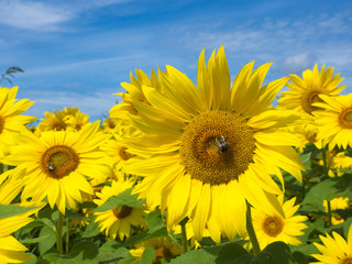 Fototapeta premium Sunflowers in Bloom at Colby Farm