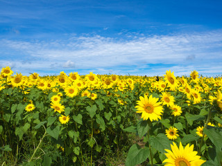 Fototapeta premium Sunflowers in Bloom at Colby Farm