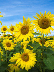 Sunflowers in Bloom at Colby Farm