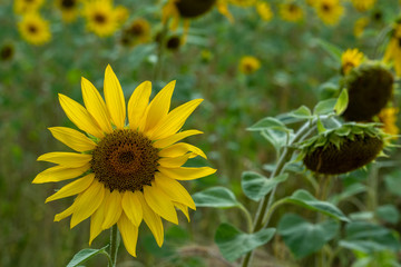 Sunflowers in a field in Chorleywood, Hertfordshire UK. The sunflowers are grown for their seeds. 