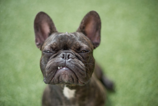 Bouledogue Fran&ccedil;ais 