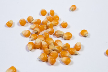 Extreme close-up image of corn studio isolated on white background