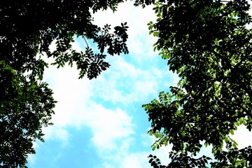 緑のコントラスト