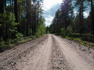 Fototapeta na wymiar Forest road on a summer day. trees and plants