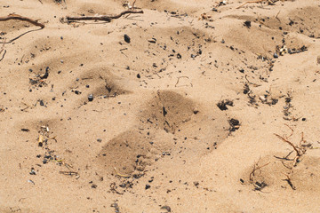 Beach sand with twigs. dry branches on the ground
