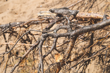 Dry tree roots stick out from the sand
