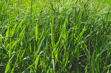 Blades of grass. plant stems close up
