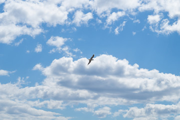 Blue sky with clouds. flying bird
