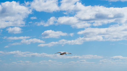 Obraz premium Blue sky with clouds. flying bird