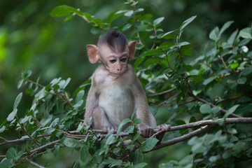 可愛いサル