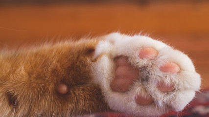 Cat paw close up. domestic cat resting