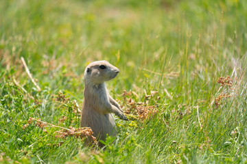 Naklejka na ściany i meble Adorable prairie dog stands on its haunches and hind legs to look around. Taken at Devils Tower National Monument