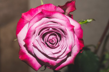Pink rose. flower petals close up