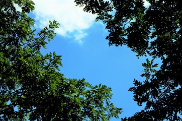 深緑のコントラスト