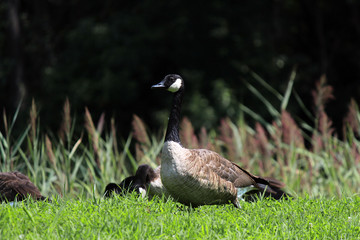 Geese in field by lake