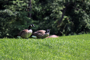 Geese in field by lake