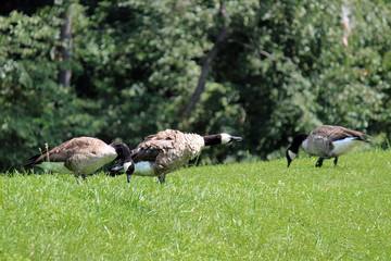 Geese in field by lake