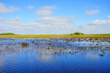 everglades national park landscape	
