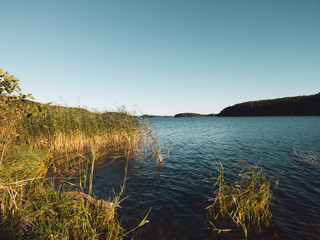 Lake with water plants. water surface with ripples