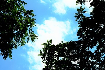 深緑のコントラスト