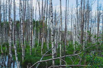 Flooded forest. trunks of birch trees in water. overgrown woodland