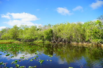 Obraz na płótnie Canvas everglades national park landscape 