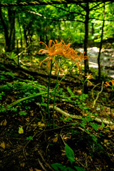 猪の瀬戸のキツネノカミソリ