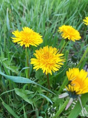yellow dandelions on green grass
