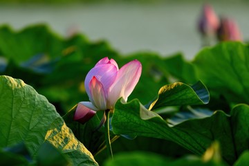 夕日を浴びて輝くハスの花＠琵琶湖、滋賀