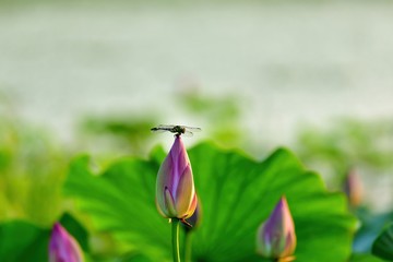 夕日を浴びて輝くハスの蕾でくつろぐウチワヤンマ＠琵琶湖、滋賀