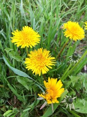 yellow dandelions in the grass