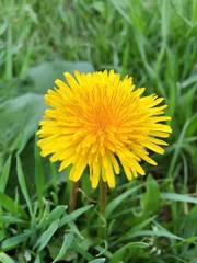 dandelion on green grass