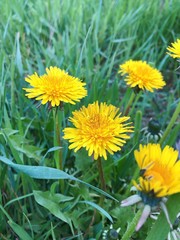 yellow dandelions in the grass