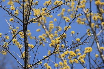 Fototapeta na wymiar 小さな黄色い花をたくさん咲かせたサンシュユの木