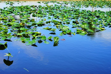 everglades national park landscape	
