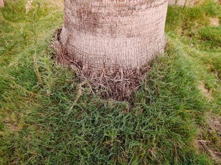 Palm tree roots in ground full of grass