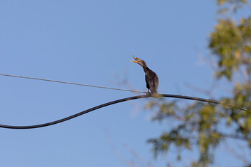 Double crested cormorant sitting on wire