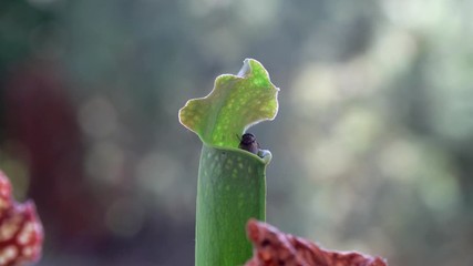 Fly getting tempted and trapped inside sarracenia, trumpet pitchers plant.