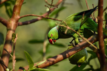 The rose-ringed parakeet, also known as the ring-necked parakeet, is a medium-sized parrot in the genus Psittacula, of the family Psittacidae.