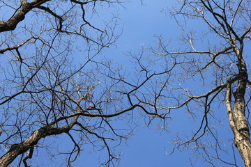 葉が落ちた木々と快晴の青空