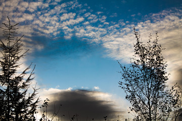 beautiful sky with cirrus clouds. Branches of trees against the blue sky.