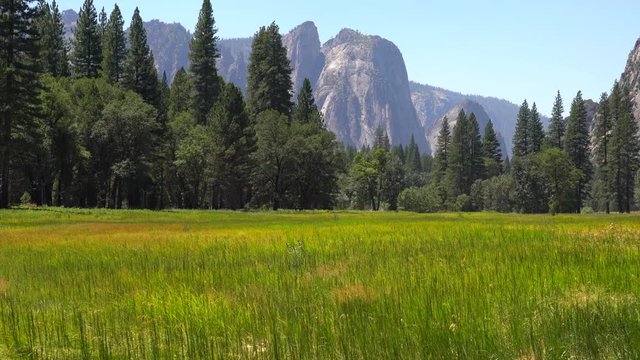 meadow of yellow flowers and green grass in yosemite