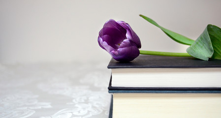 Purple tulip on top of a stack of books with space on the side for text