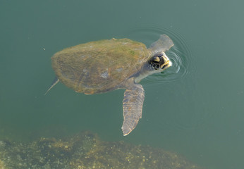 Brazil Rio de Janeiro - Sea turtle in Marina da Gloria