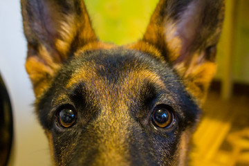 Shepherd dog looks into the lens.