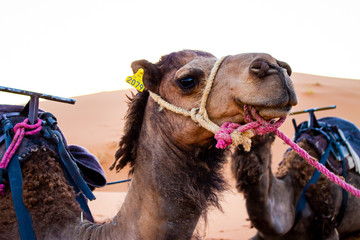 Cara de un dromedario en el desierto